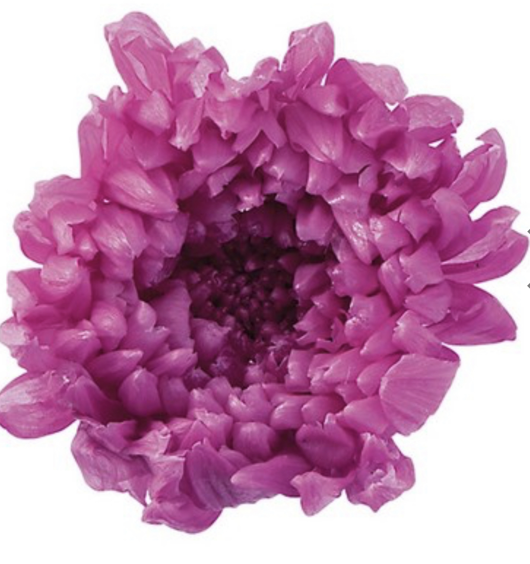 日本不凋輪菊-小(9朵/盒) 04803-261