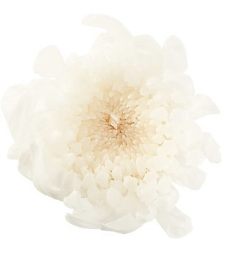 日本不凋輪菊-小(9朵/盒) 04803-010