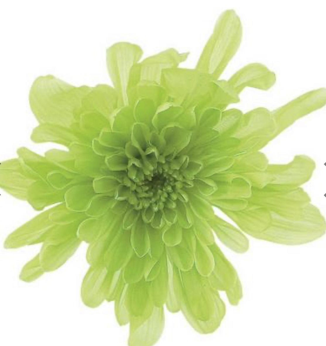 日本不凋菊花(6朵/盒) 04790-700