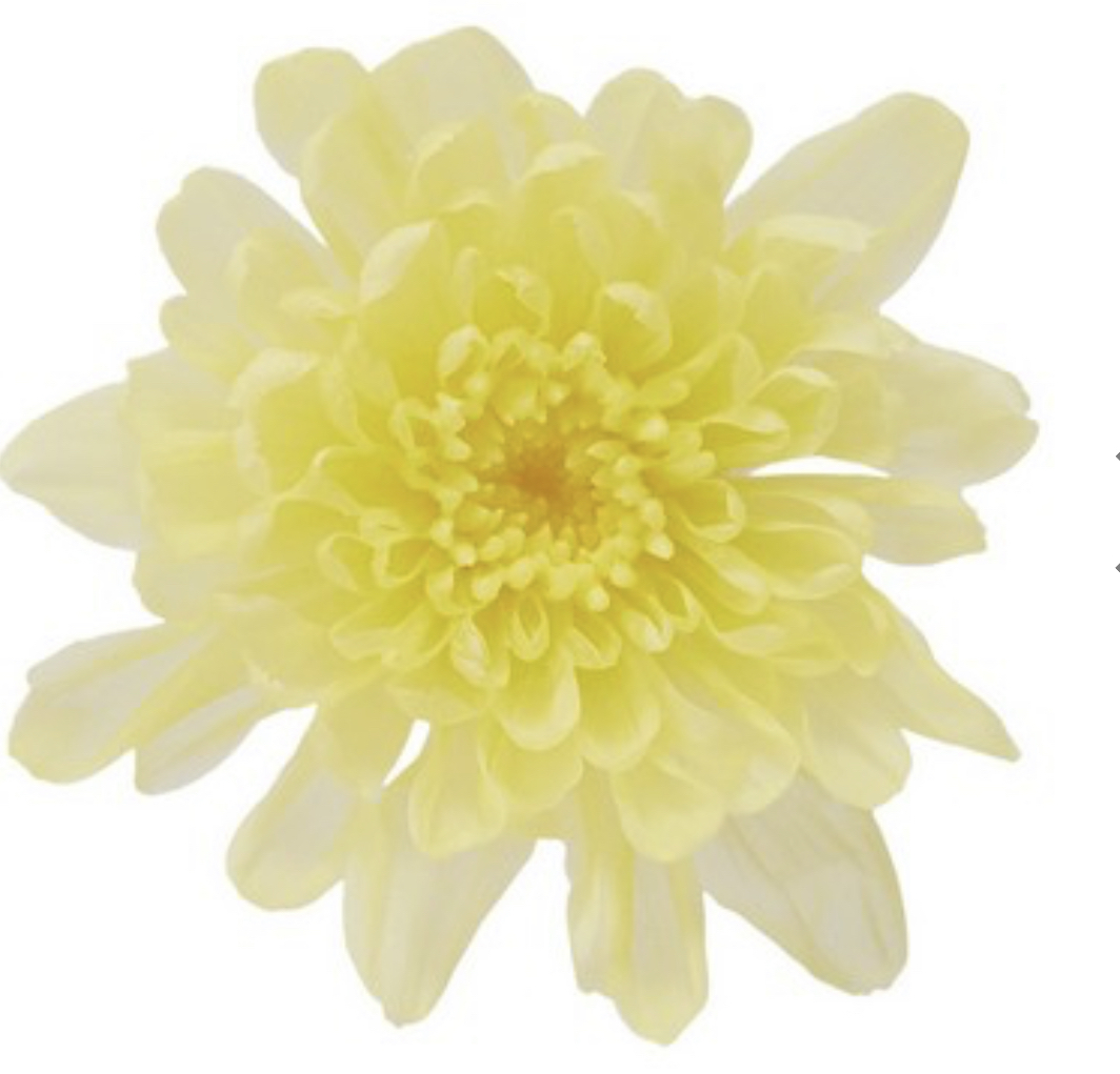 日本不凋菊花(6朵/盒) 04790-501