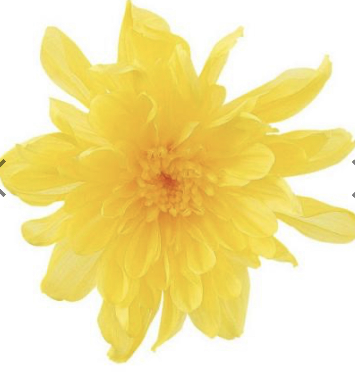 日本不凋菊花(6朵/盒) 04790-500