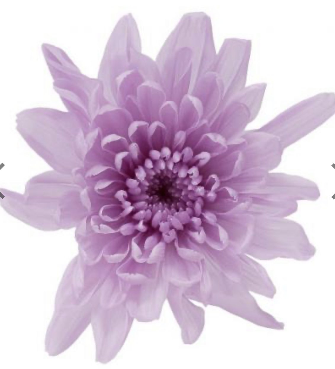 日本不凋菊花(6朵/盒) 04790-451