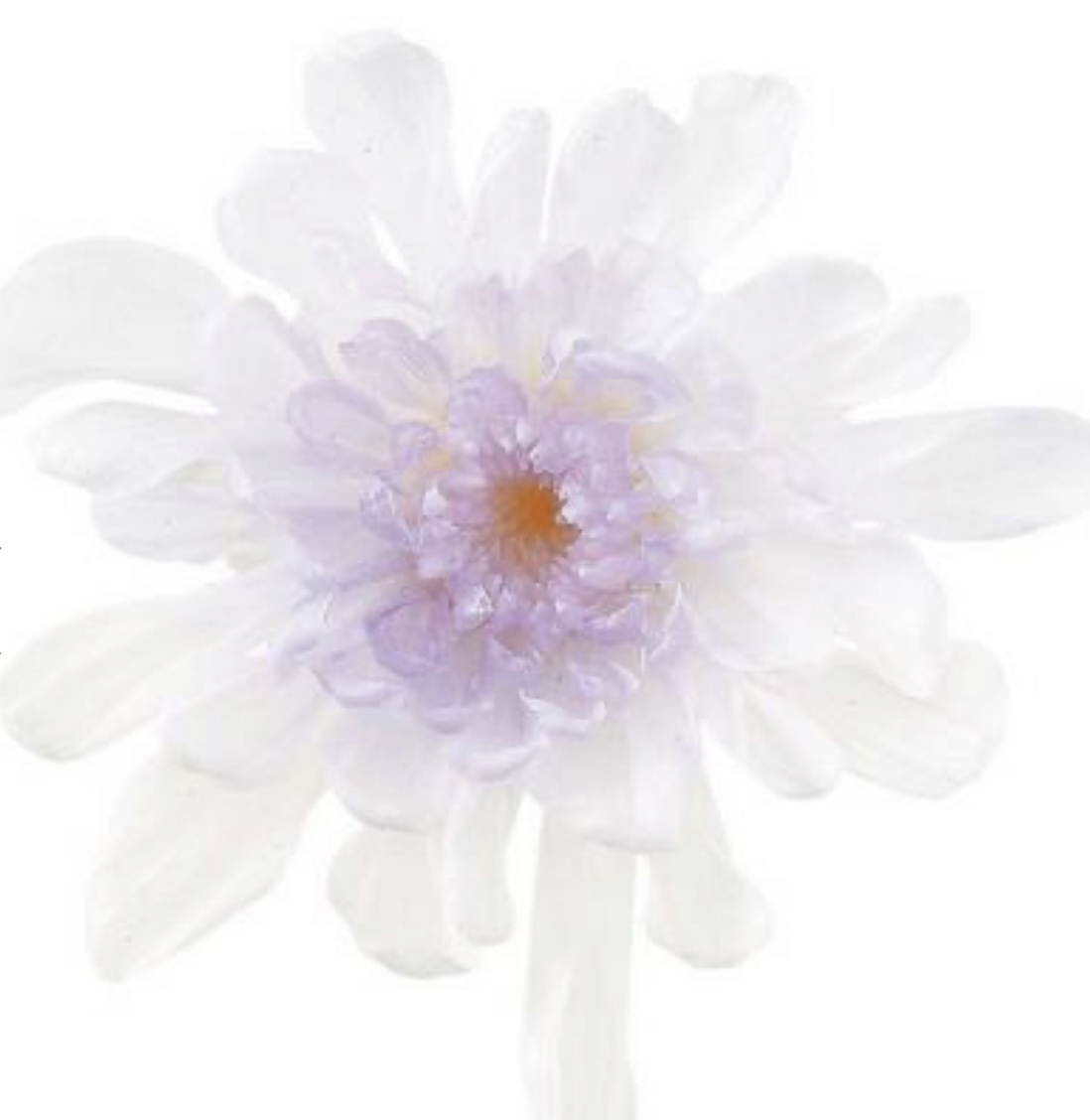 日本不凋菊花(6朵/盒) 04790-403