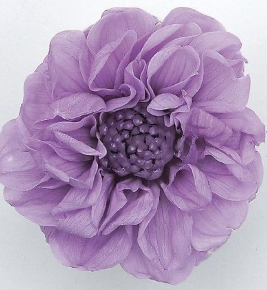 日本不凋大理花(12朵/盒) 04671-451