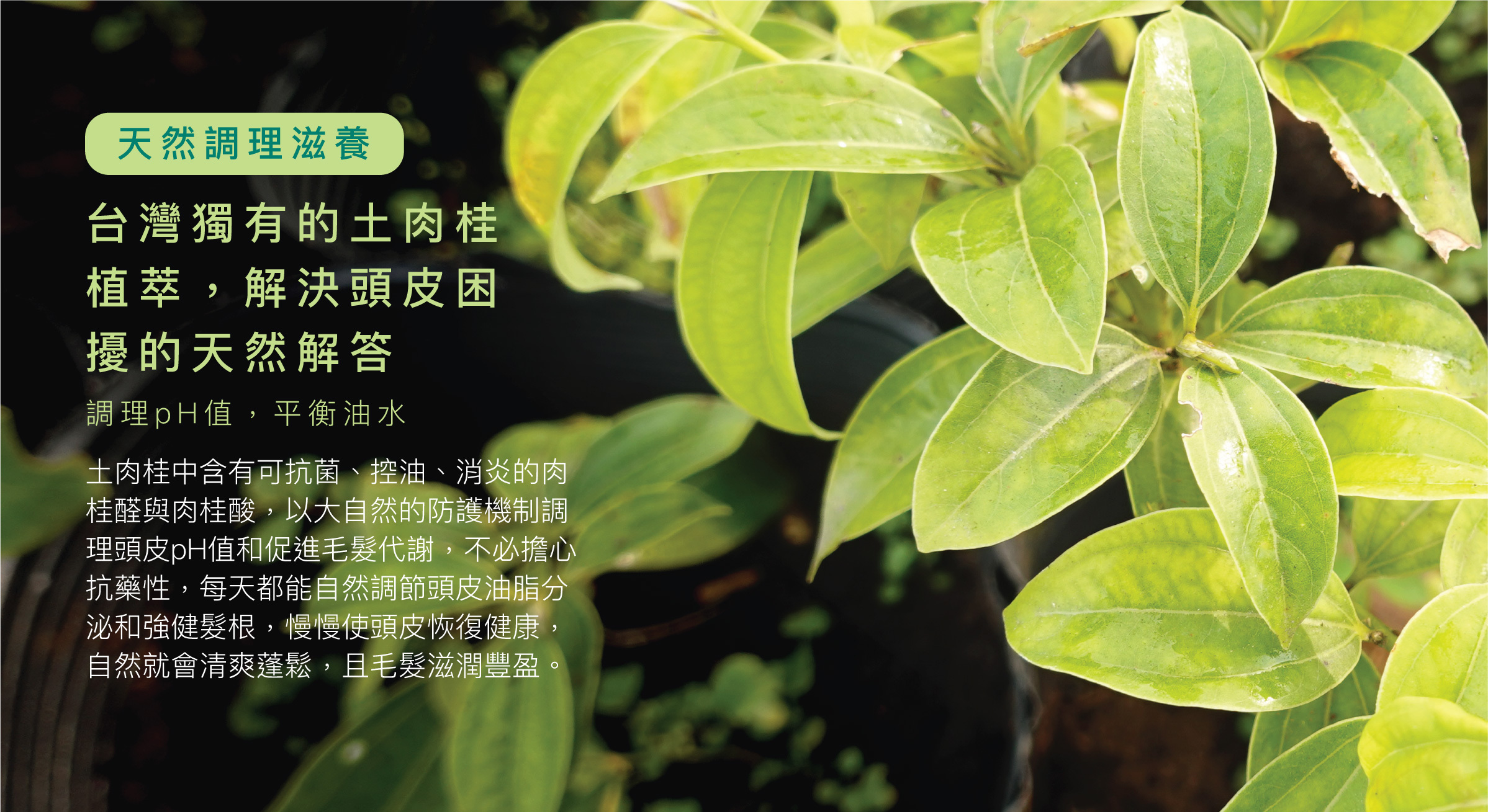 台灣獨有的土肉桂植萃，解決頭皮困擾的天然解答