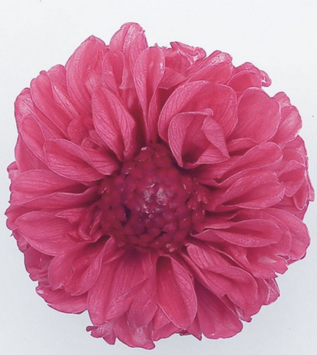 日本不凋大理花(12朵/盒) 04671-221