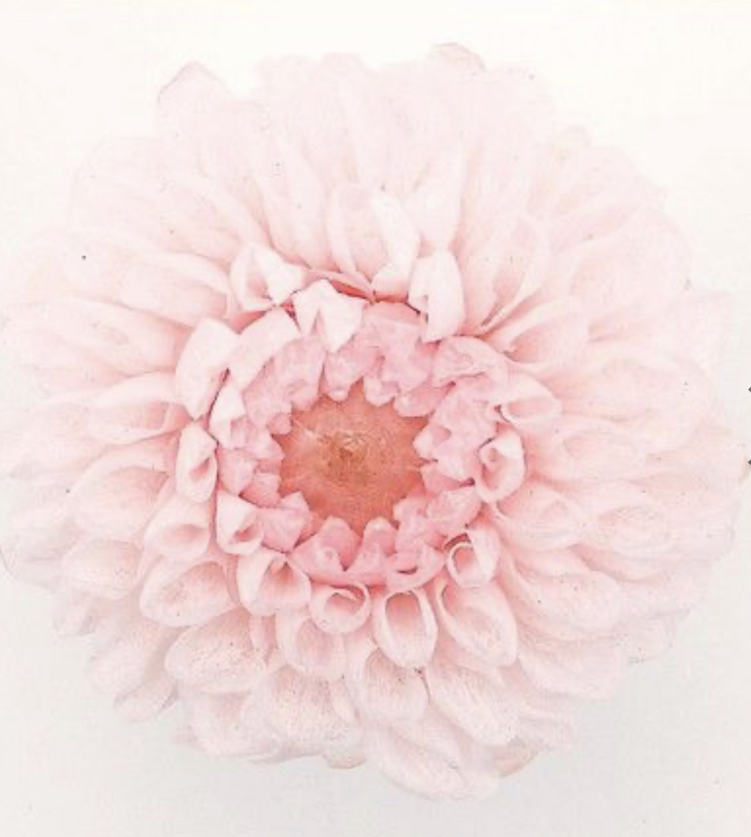 日本不凋大理花(12朵/盒) 04671-102