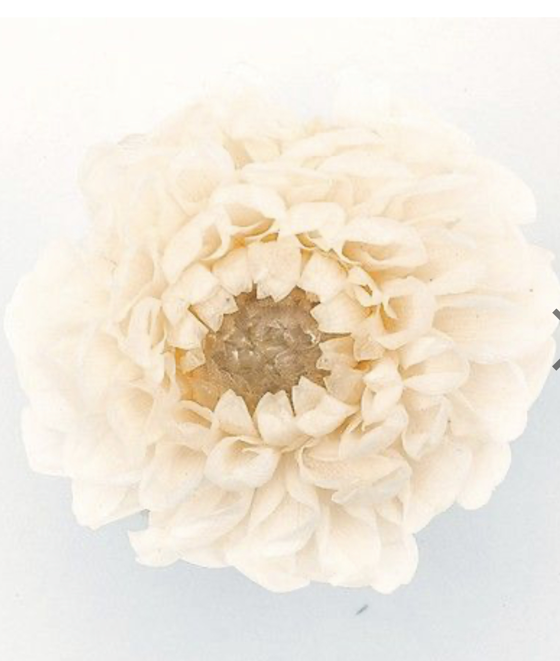 日本不凋大理花(12朵/盒) 04671-021