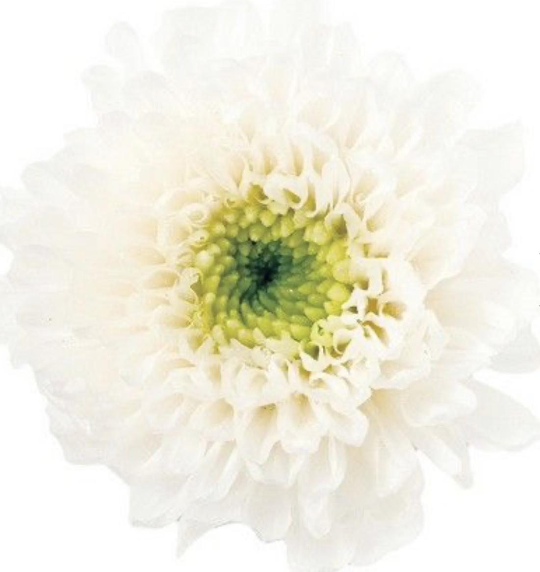 日本不凋雙色小菊(12朵/盒) 04190-017