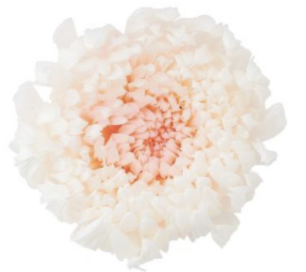 日本不凋雙色輪菊(6朵/盒) 04185-011