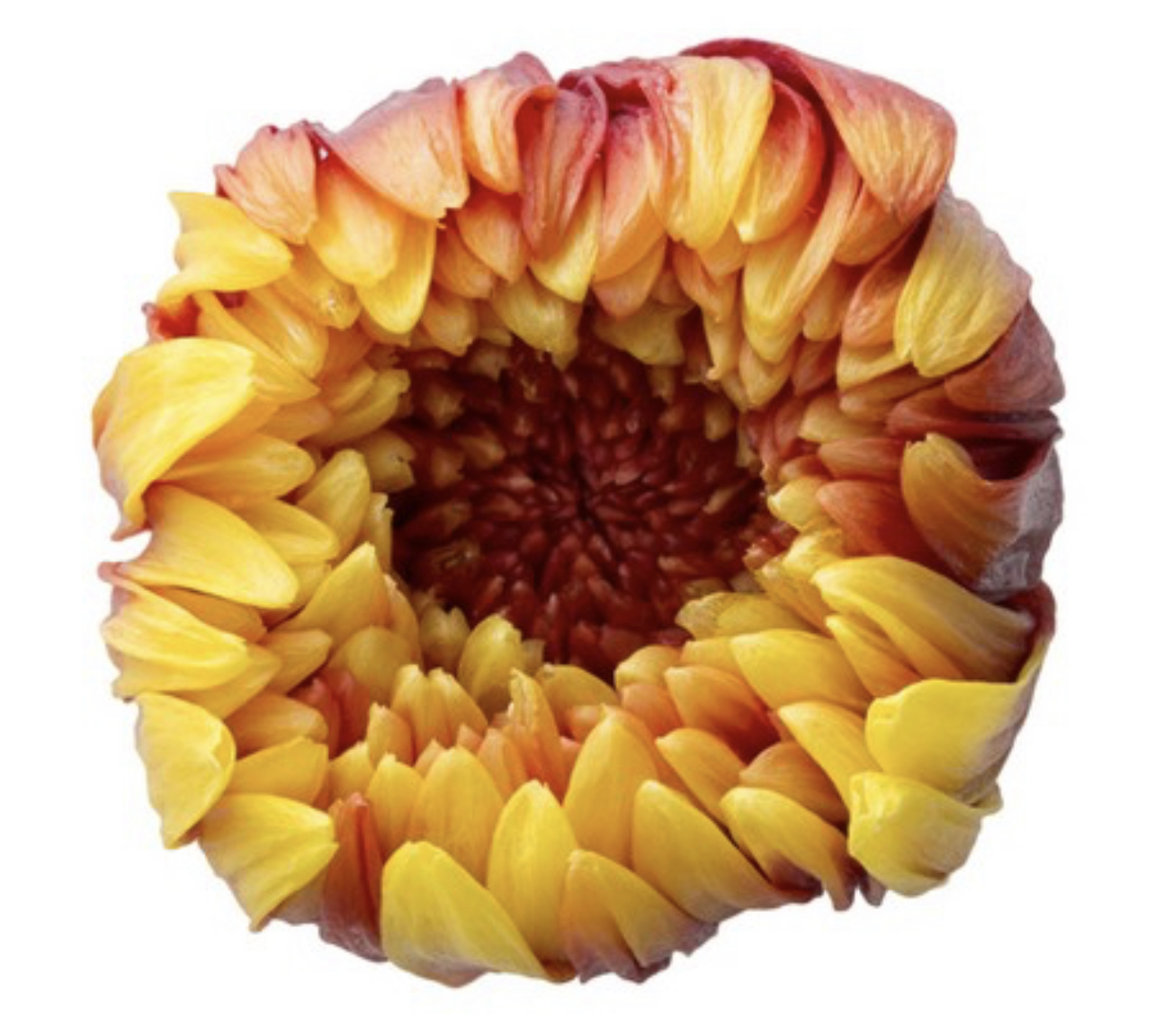 日本不凋輪菊(6朵/盒) 04170-312