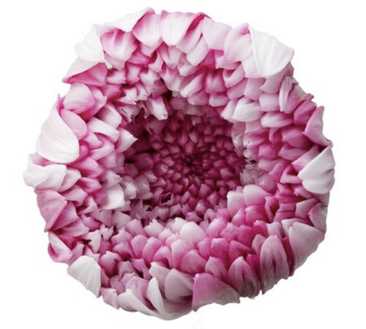 日本不凋輪菊(6朵/盒) 04170-012