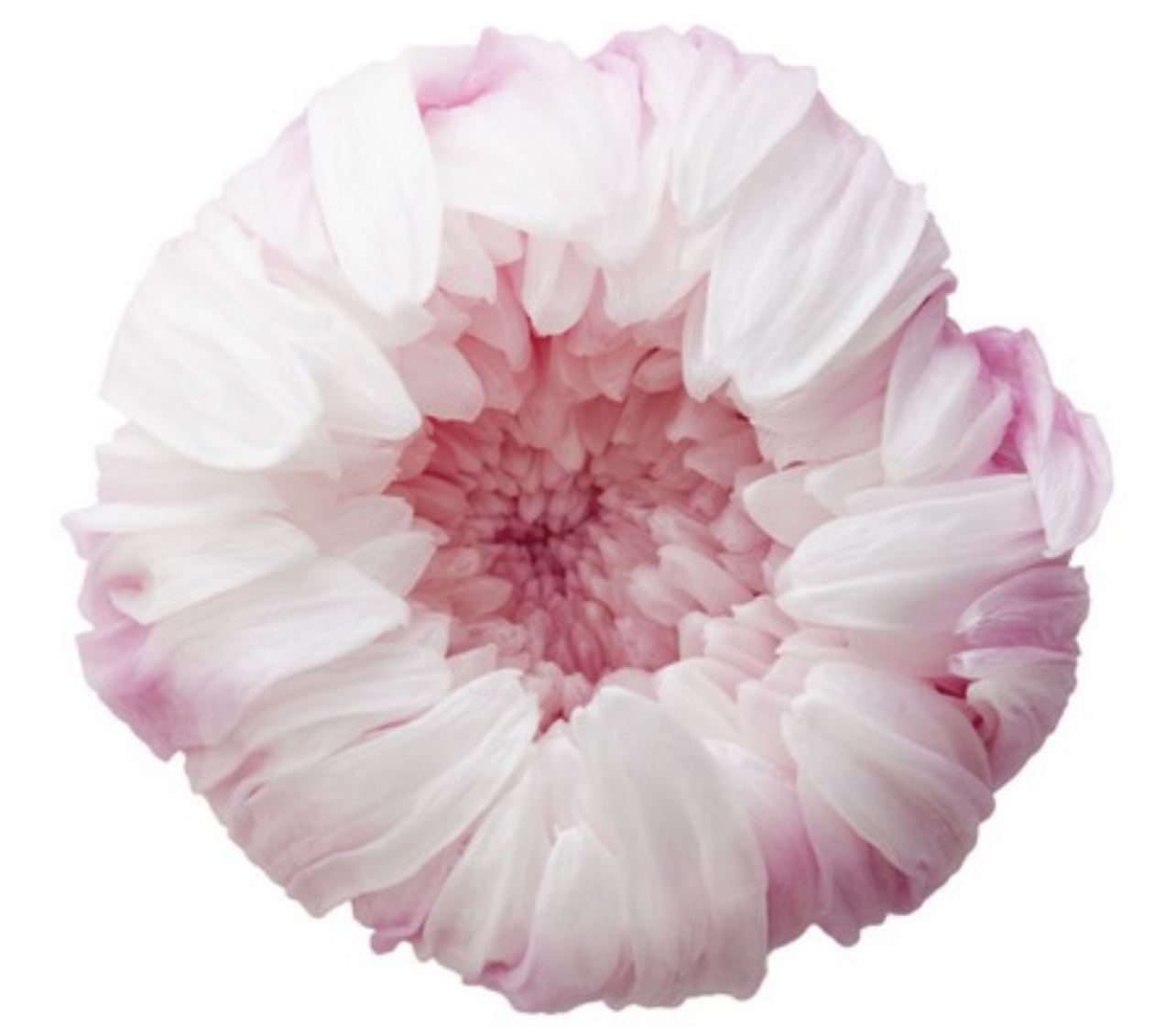 日本不凋輪菊(6朵/盒) 04170-011