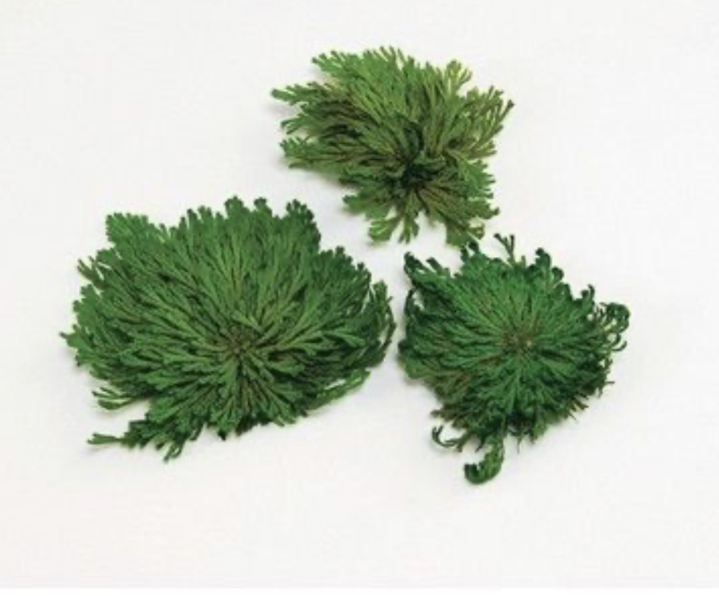 日本不凋石草 04100-731