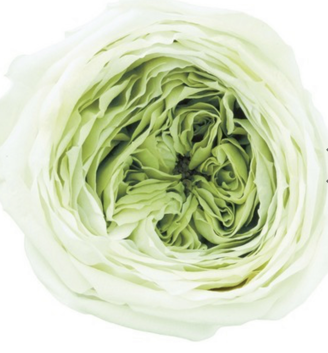 日本不凋庭園玫瑰 03830-771