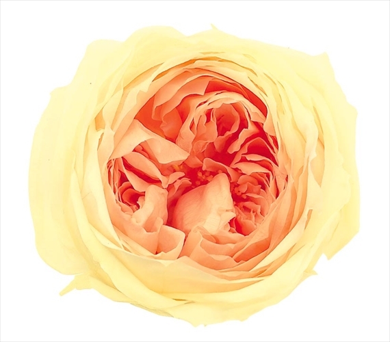 日本不凋庭園玫瑰 03830-531