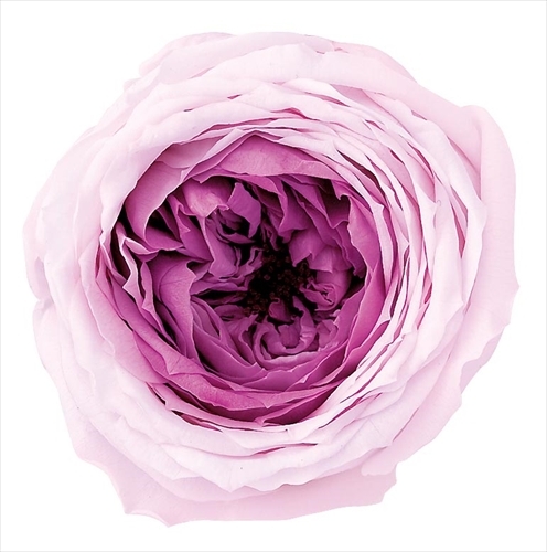 日本不凋庭園玫瑰 03830-151