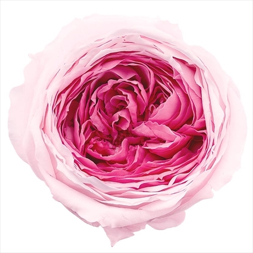 日本不凋庭園玫瑰 03830-121