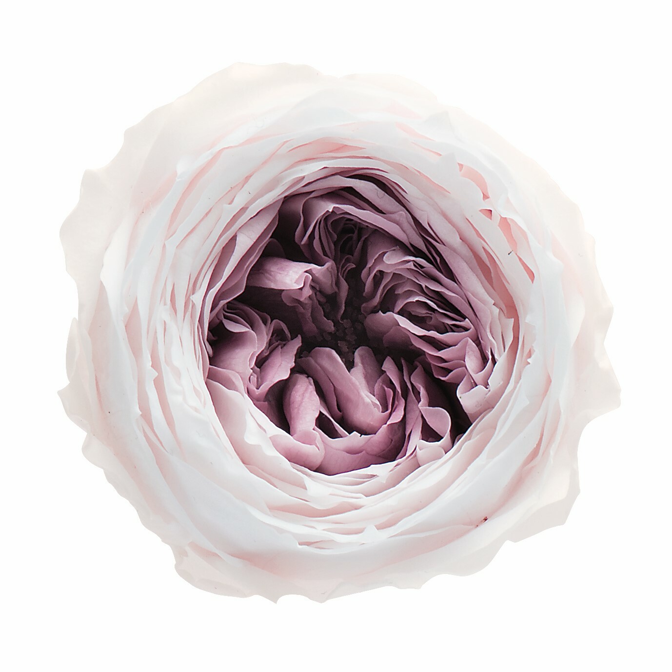 日本不凋庭園玫瑰 03830-092