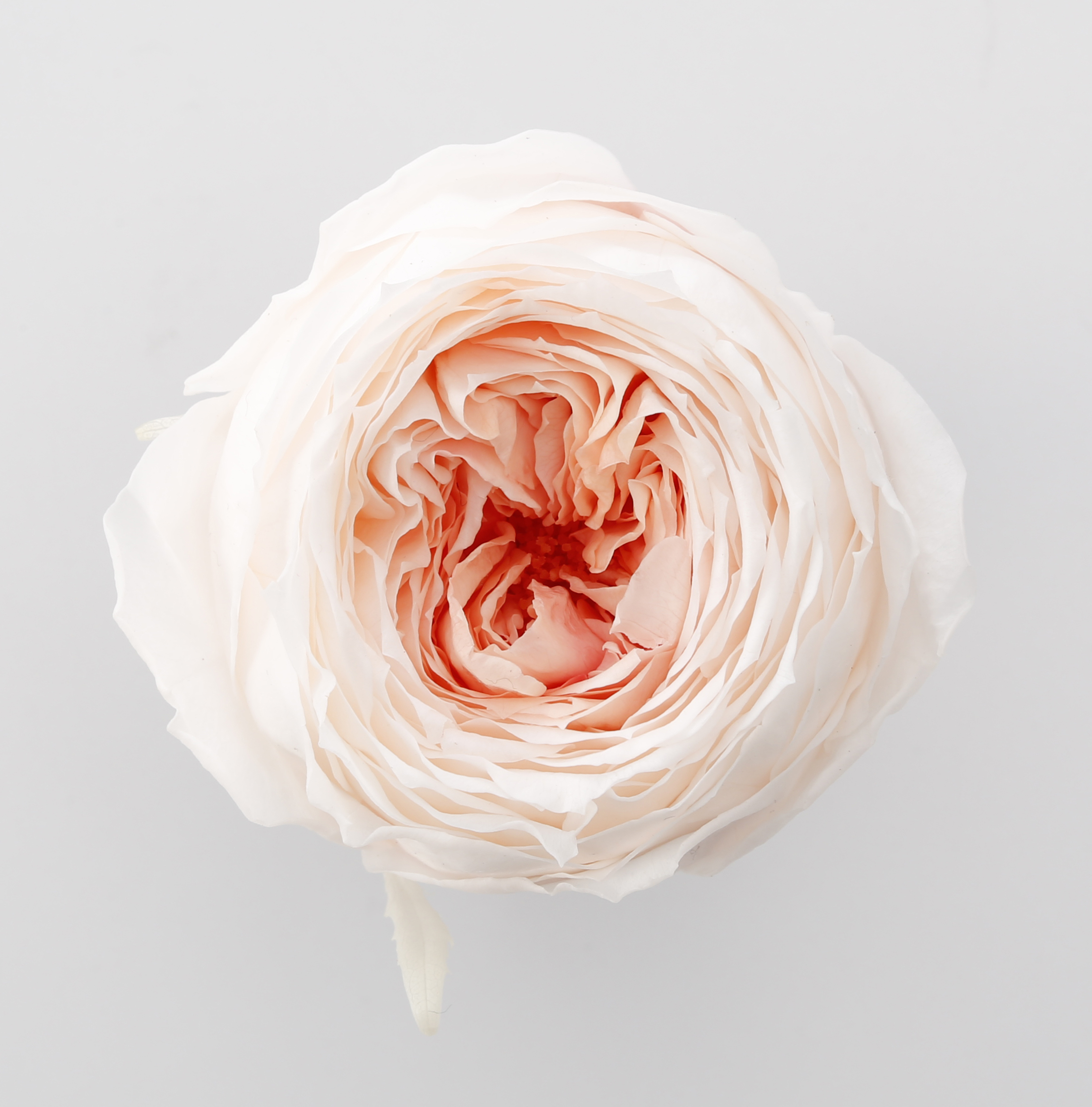 日本不凋庭園玫瑰 03830-061