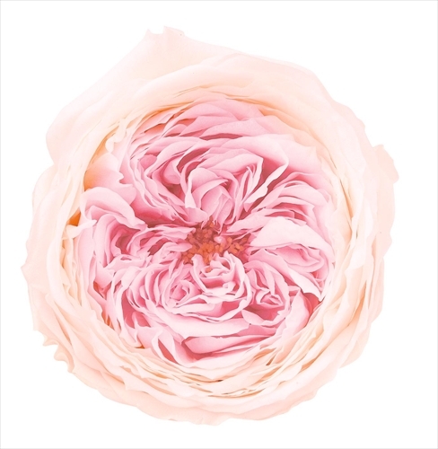 日本不凋庭園玫瑰 03830-021