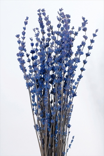 日本不凋薰衣草 03620-600