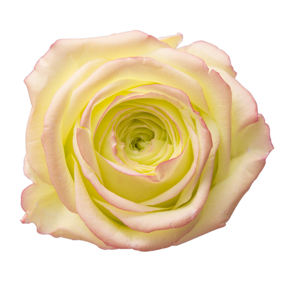 雙色玫瑰 03542-705