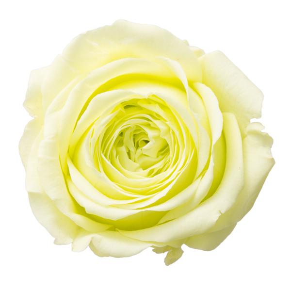 日本不凋庭園玫瑰 03522-701