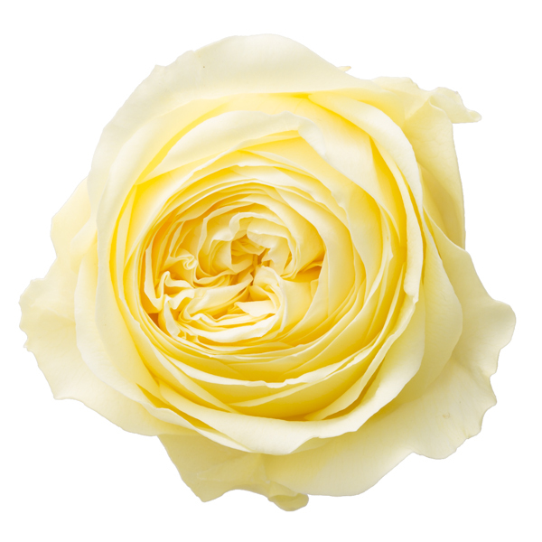 日本不凋庭園玫瑰 03522-501