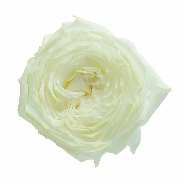 日本不凋庭園玫瑰 03510-075