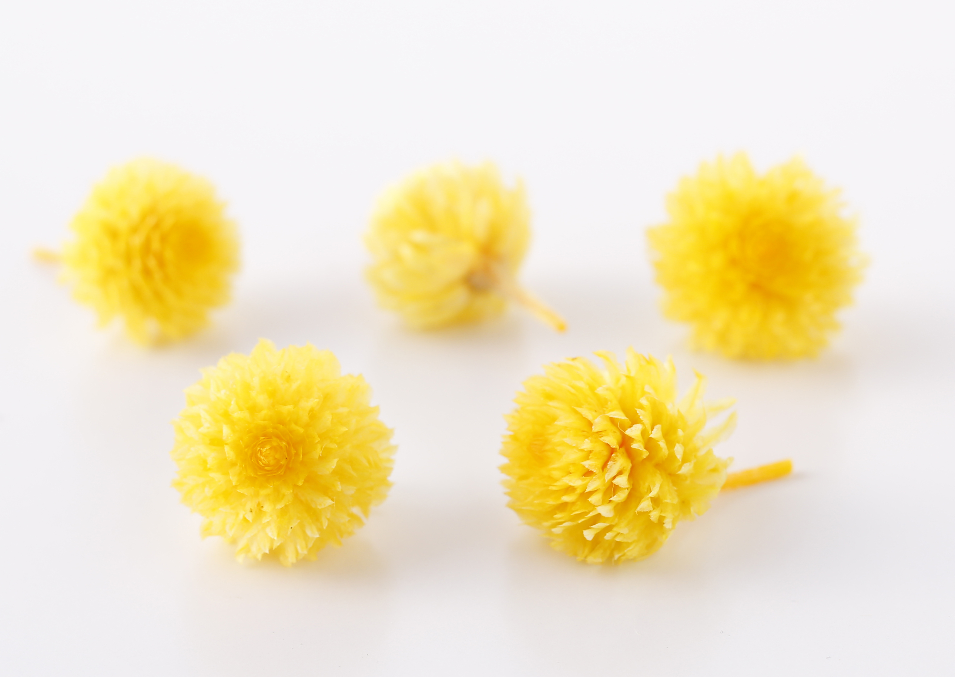 日本不凋千日紅 03453-521