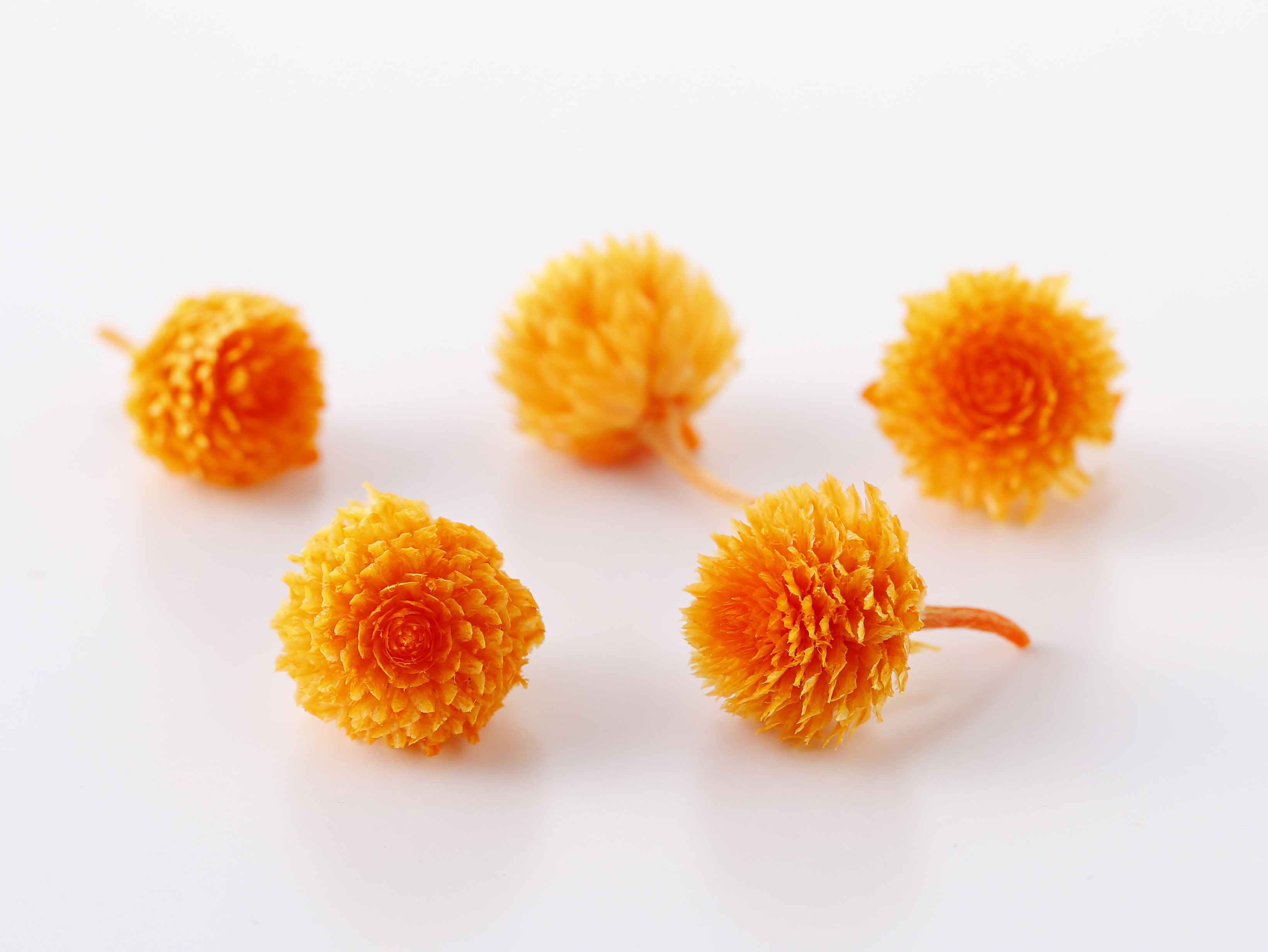 日本不凋千日紅 03453-351