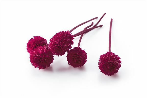 日本不凋千日紅 03453-321