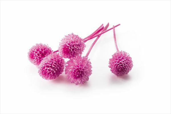 日本不凋千日紅 03453-181