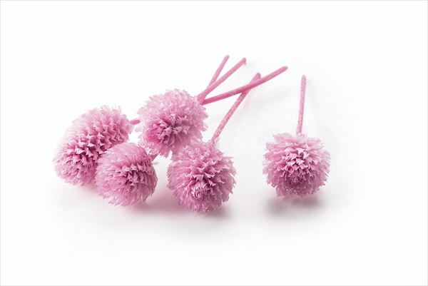 日本不凋千日紅 03453-111