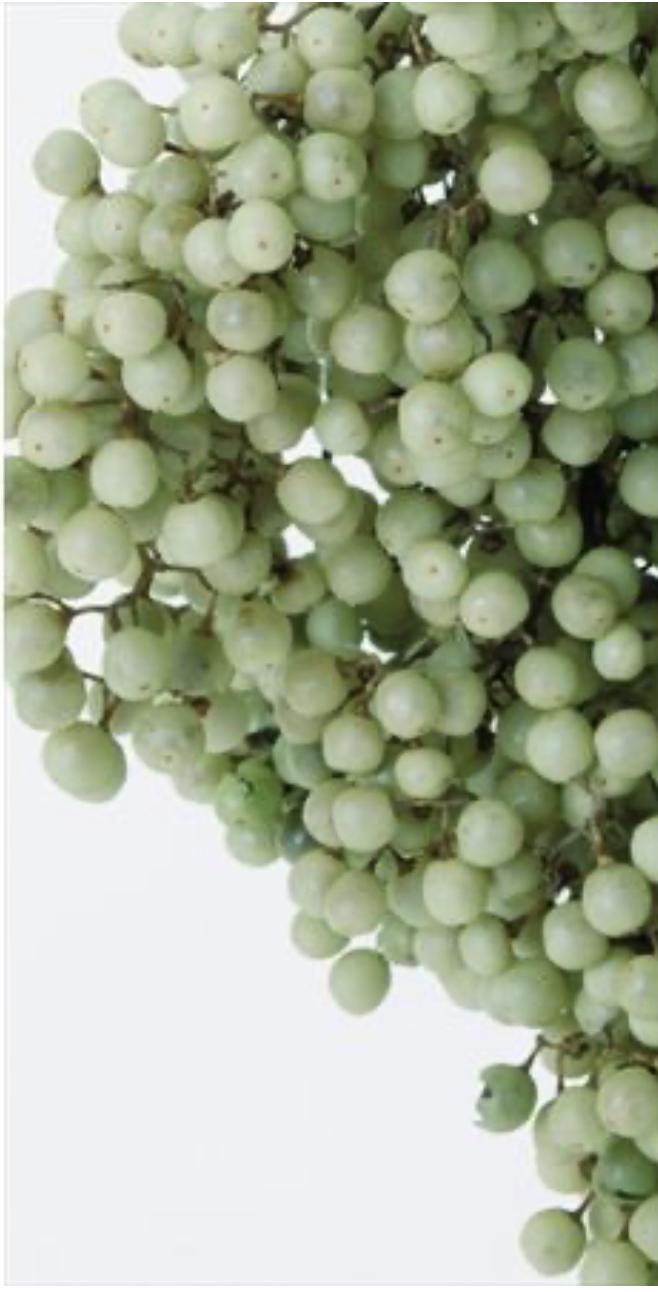 日本不凋胡椒果 03380-721