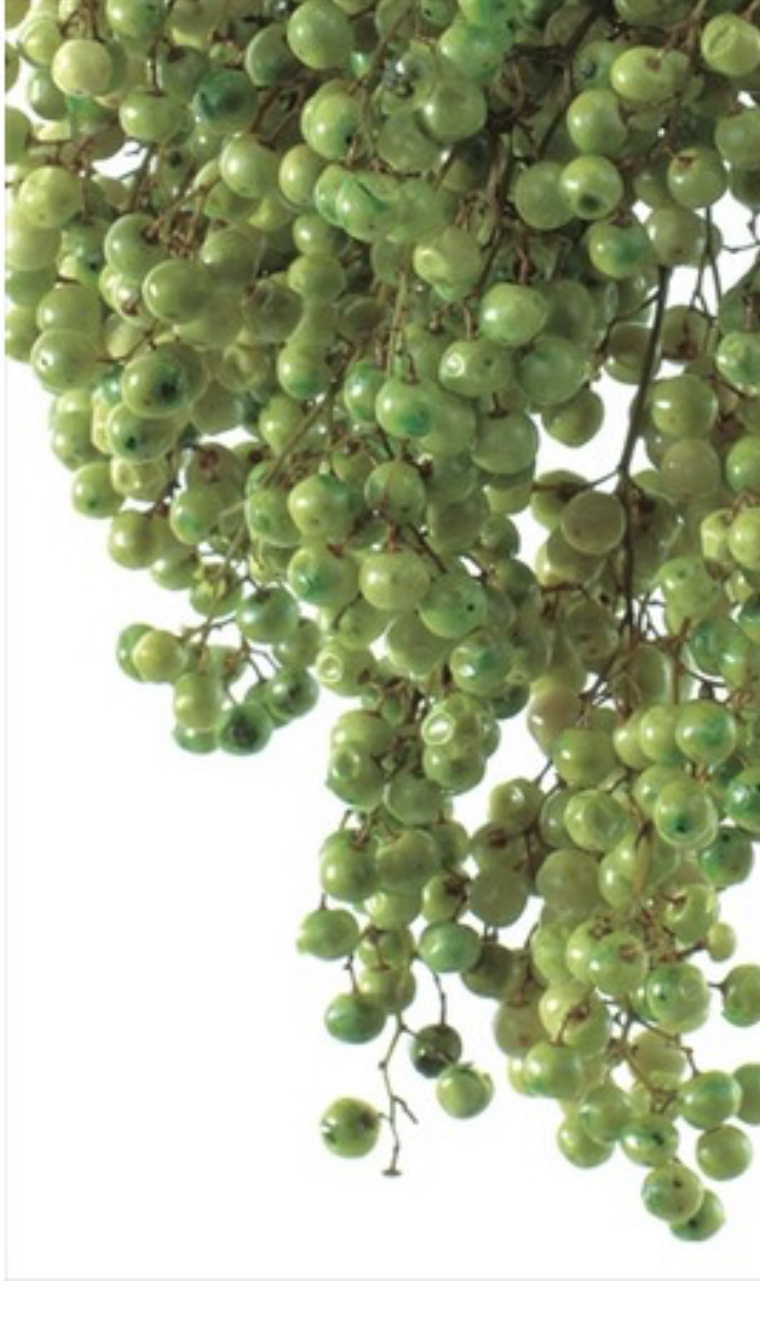 日本不凋胡椒果 03380-710