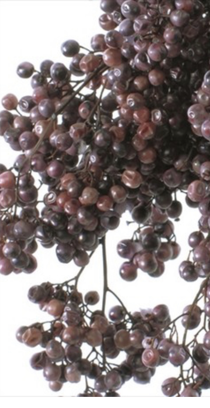 日本不凋胡椒果 03380-400