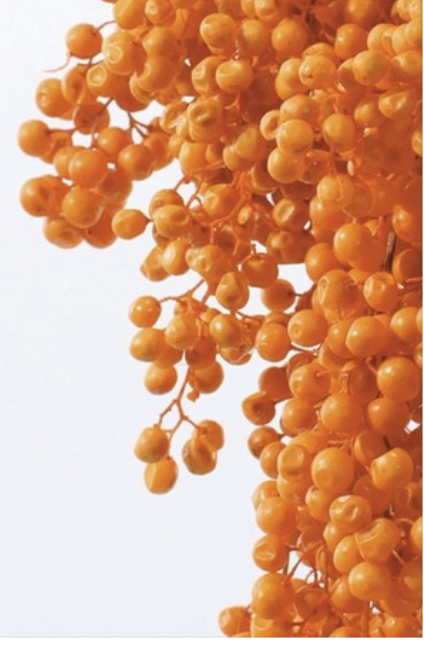 日本不凋胡椒果 03380-350