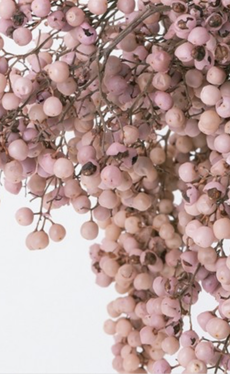 日本不凋胡椒果 03380-101