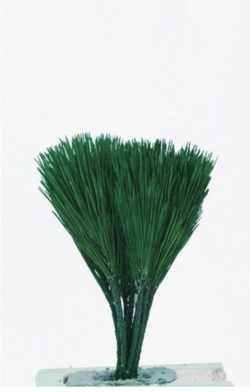 日本不凋都松 03332-700