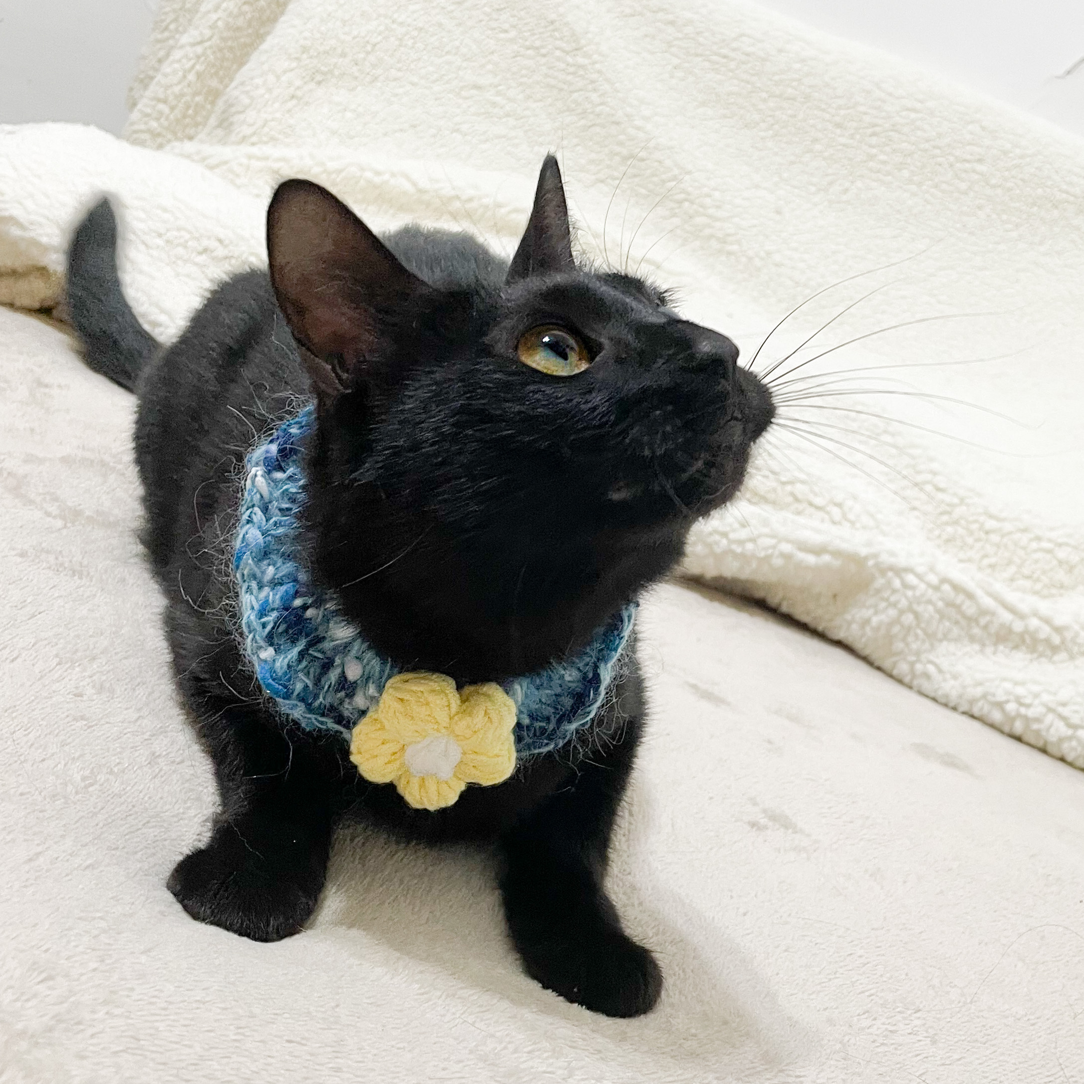 毛毛泡芙|星空限定版