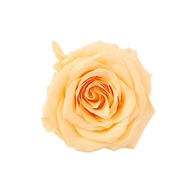 不凋夏洛特玫瑰 02591-361