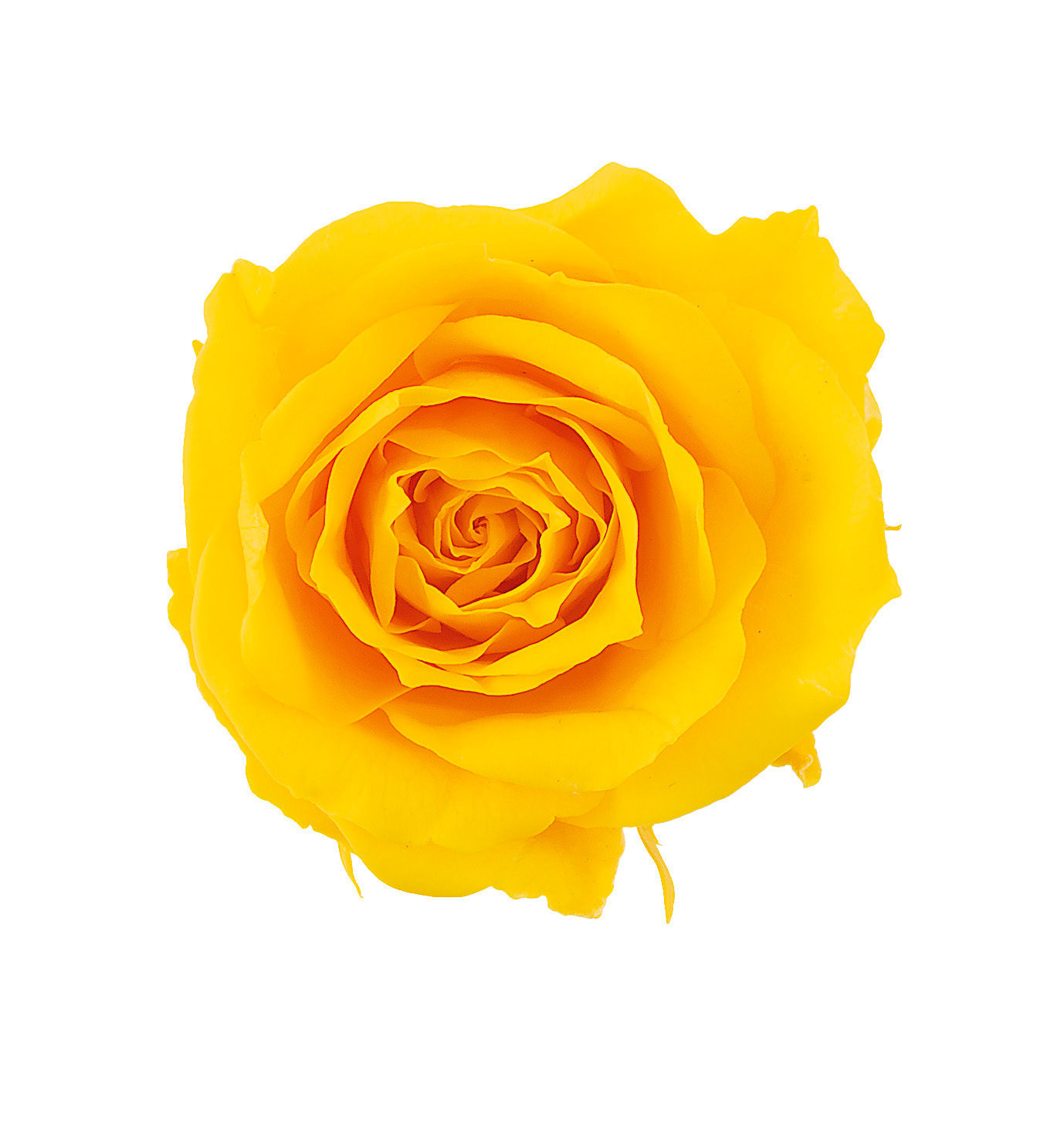 不凋夏洛特玫瑰 02591-521