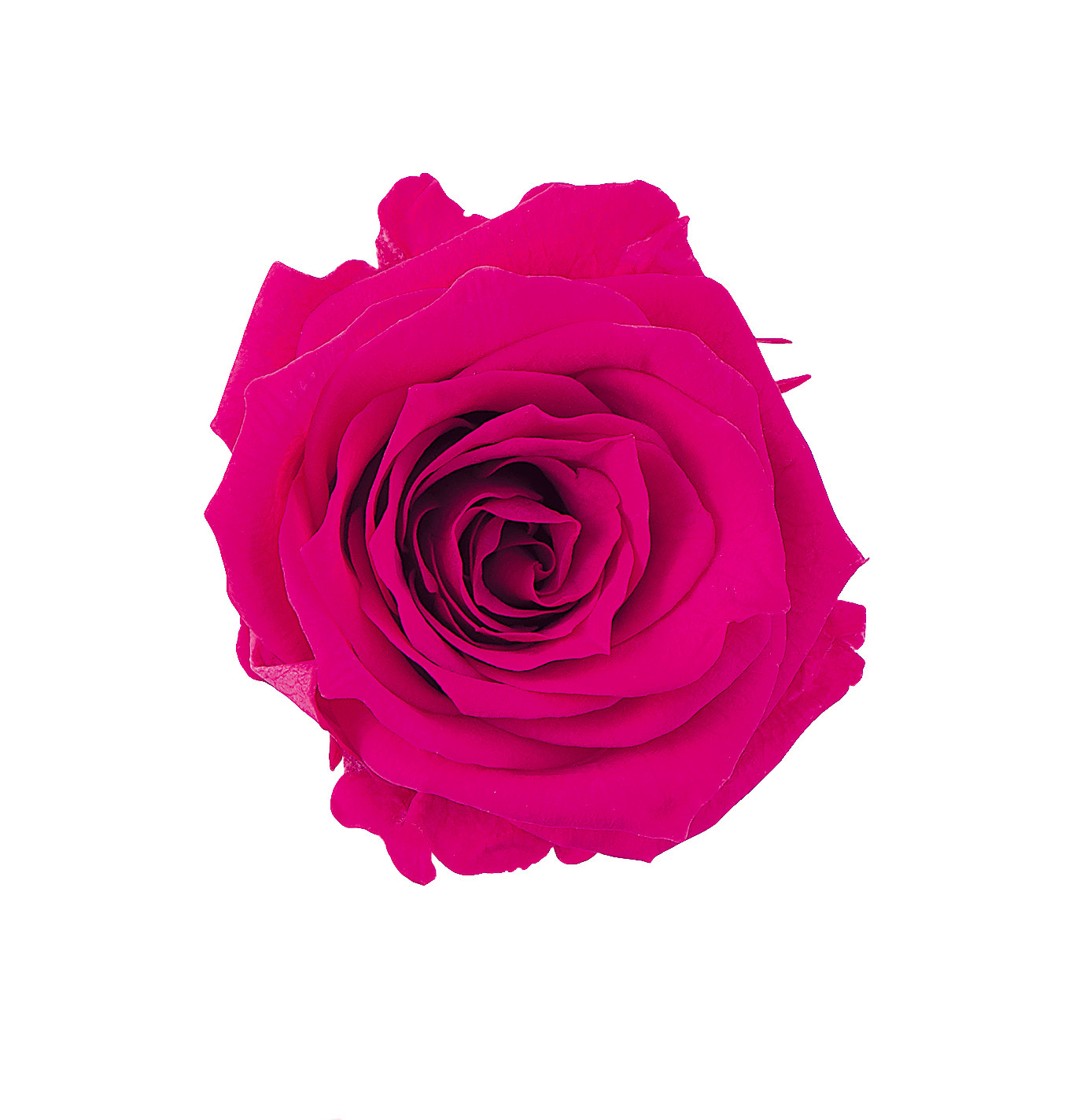 不凋夏洛特玫瑰 02591-211