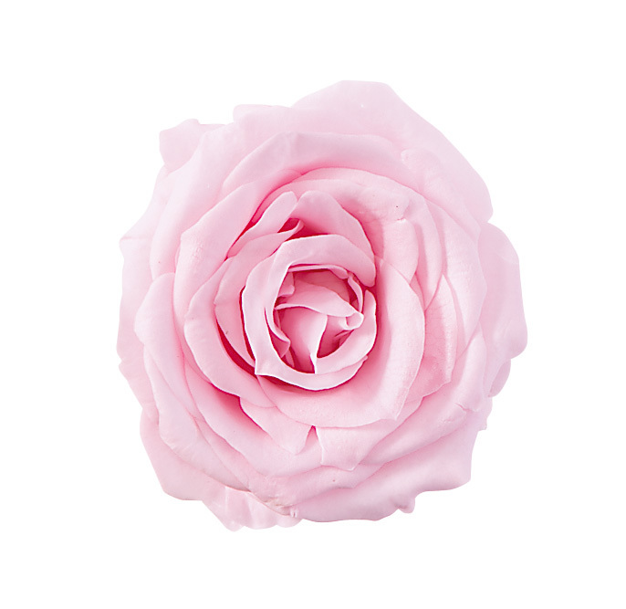 不凋夏洛特玫瑰 02591-102