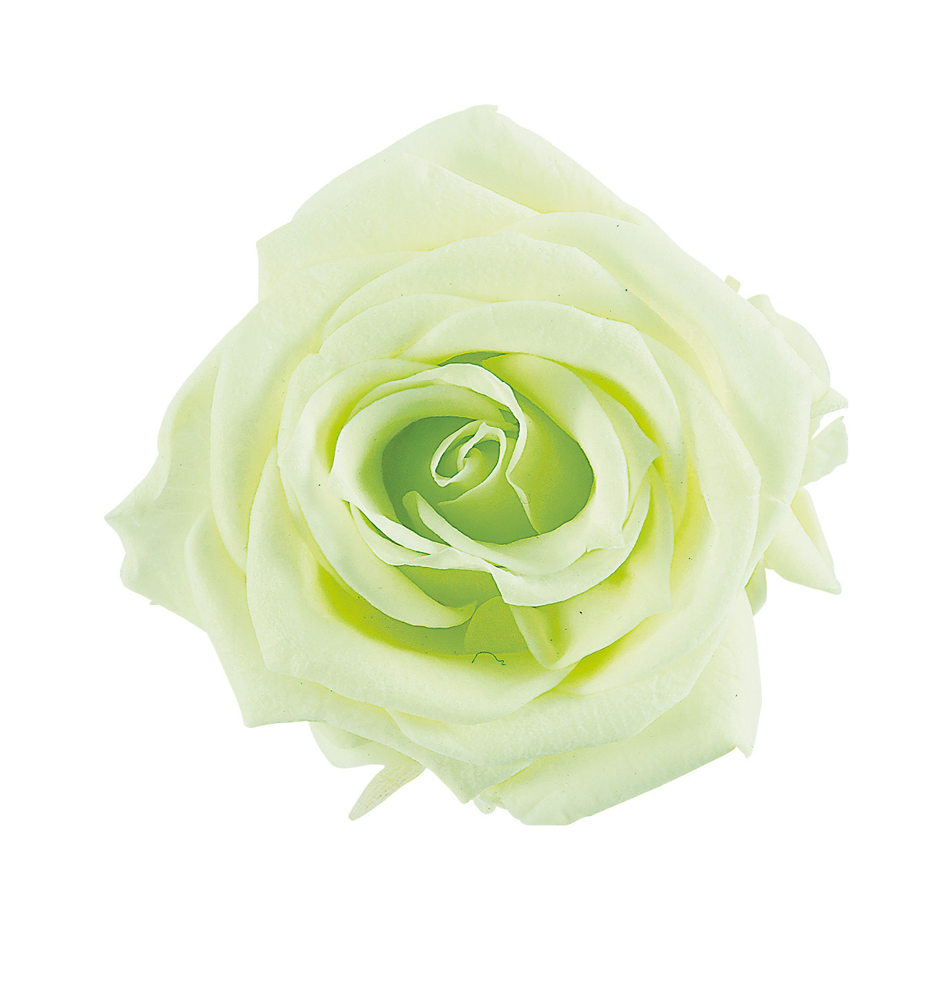 不凋夏洛特玫瑰 02591-701