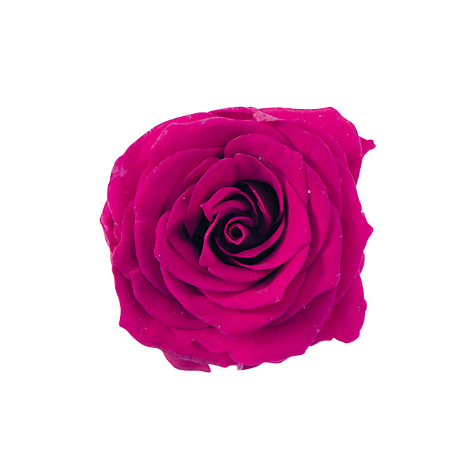 不凋夏洛特玫瑰 02591-272