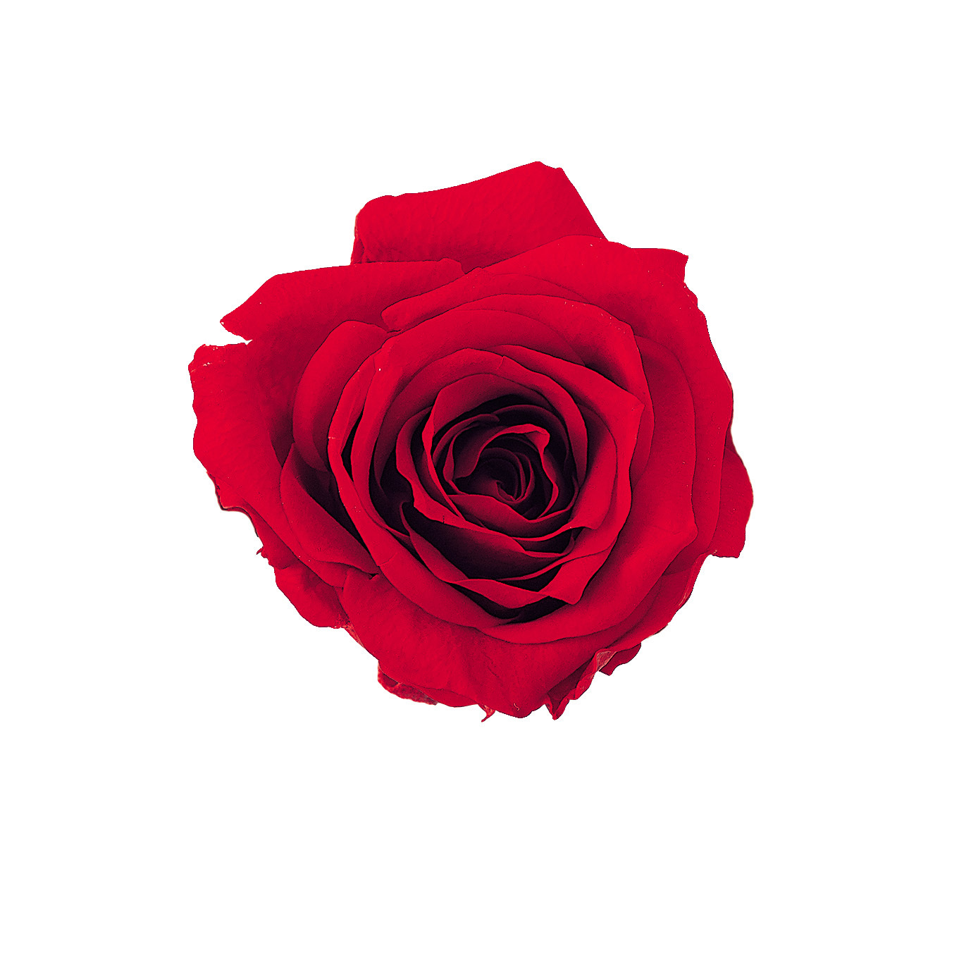 不凋夏洛特玫瑰 02591-321