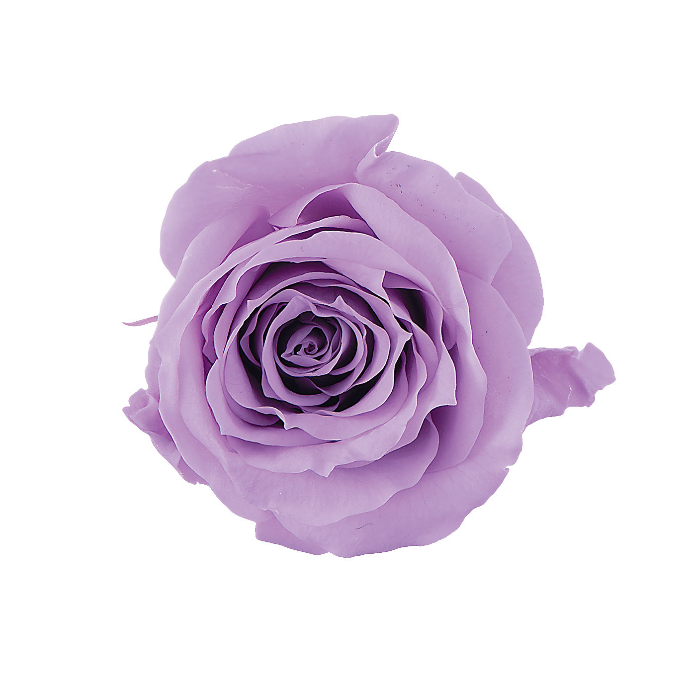 不凋夏洛特玫瑰 02591-451